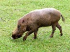 Bearded Pig